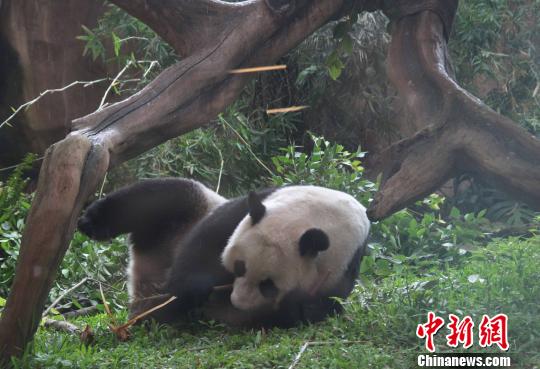 D顰似(c)L z