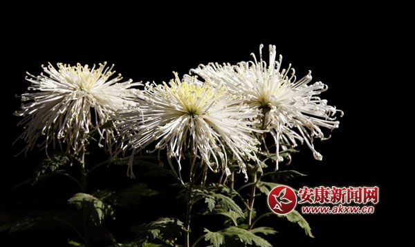 10京`ŵľջ鿶bȻһʒɪͼζɢl(f).jpg