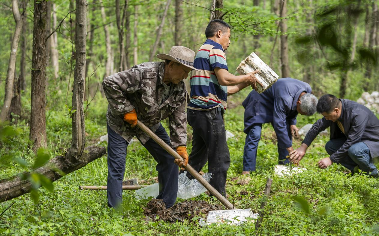 2025年4月16日，江西新余，仙女湖區(qū)河下鎮(zhèn)花園村林場，人們正在搬運(yùn)、栽植靈芝菌棒。